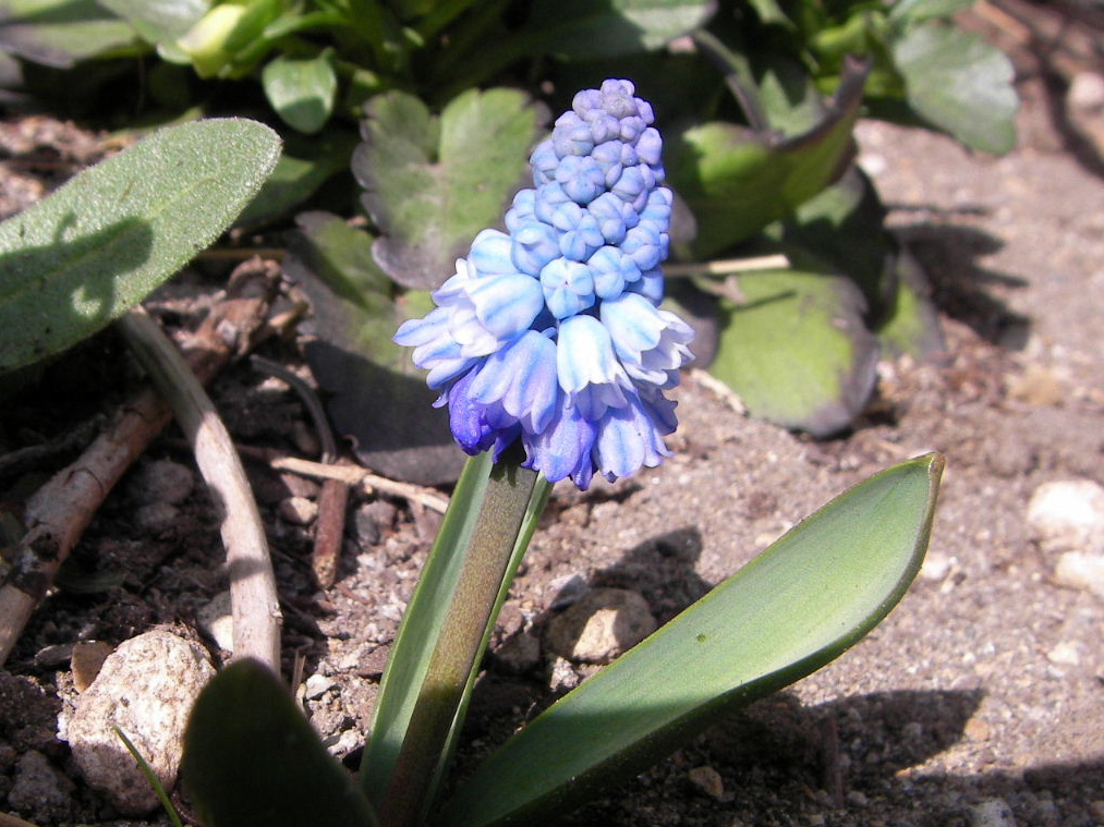 f0100593_18383778.jpg