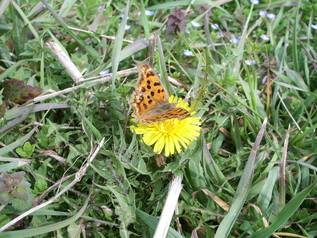 e0025300_1505058.jpg