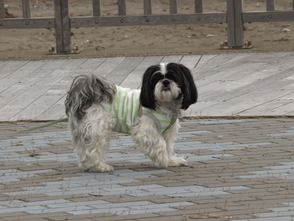e0050801_0103430.gif