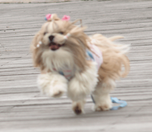 e0050801_031139.gif