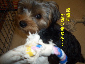 c0143711_11143755.gif
