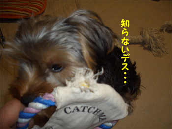 c0143711_11151411.gif
