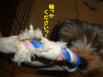 c0143711_11182027.gif