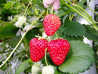 c0123149_157529.jpg