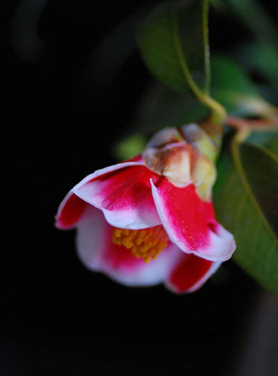 c0009981_5154189.jpg
