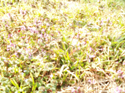 f0096232_21225112.jpg