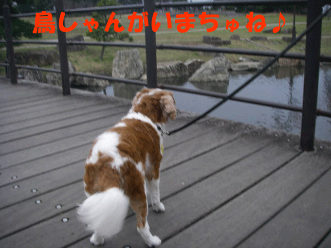 c0136838_20364956.gif
