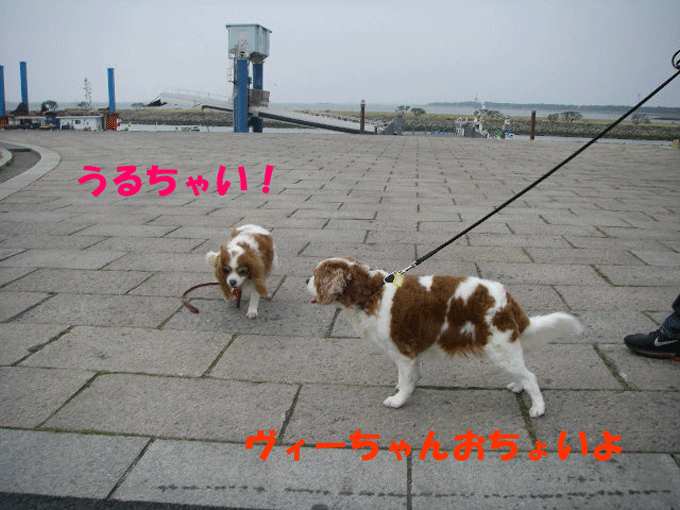 c0136838_20401838.gif