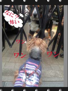怖がったのは目の前のワン^^;"