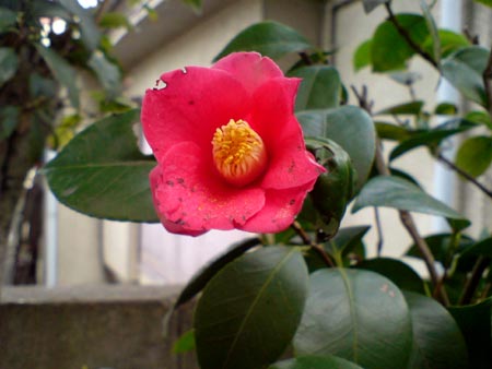 e0034047_1749561.jpg