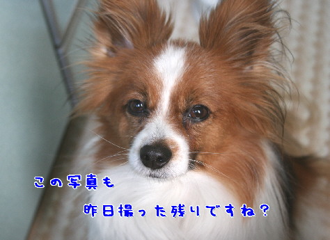 d0013149_8581545.jpg