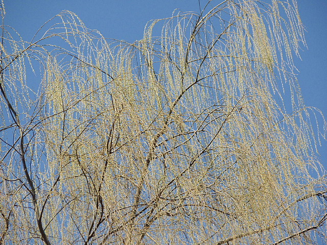 a0079880_20325632.jpg