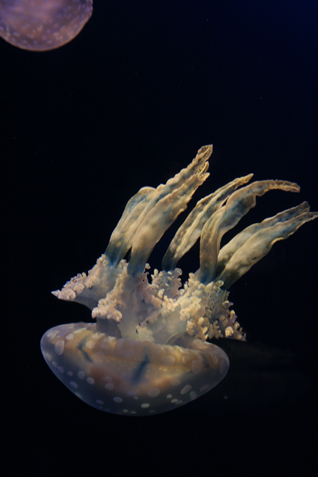 e0027083_2358562.jpg