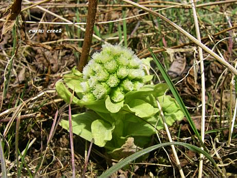 c0136486_4254016.jpg