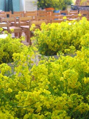 f0079722_2293668.jpg