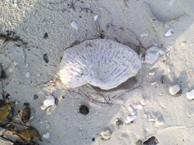 e0064133_21451093.jpg