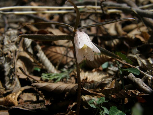 e0145033_203361.jpg