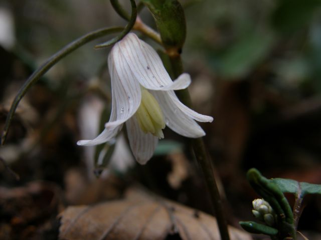 e0145033_20798.jpg