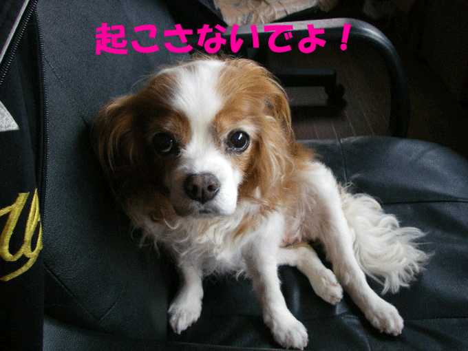c0136838_15165064.gif