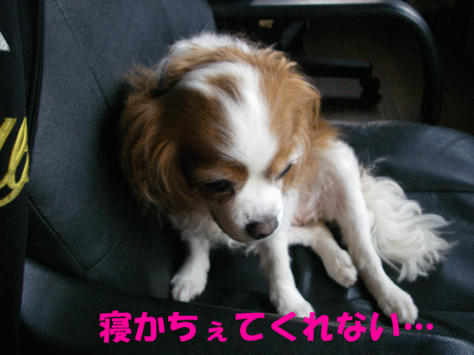 c0136838_15203553.gif