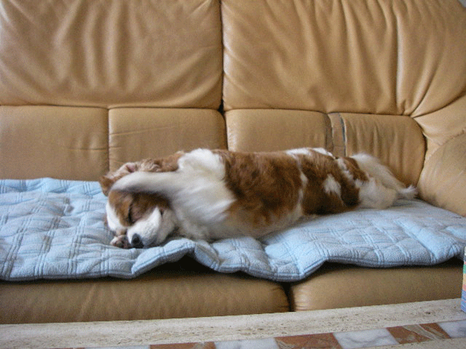 c0136838_1535030.gif