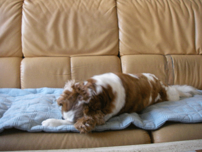 c0136838_15363181.gif