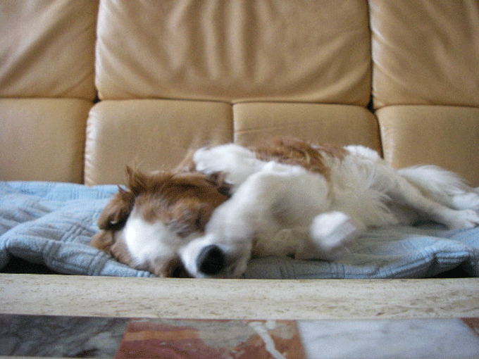 c0136838_15371779.gif