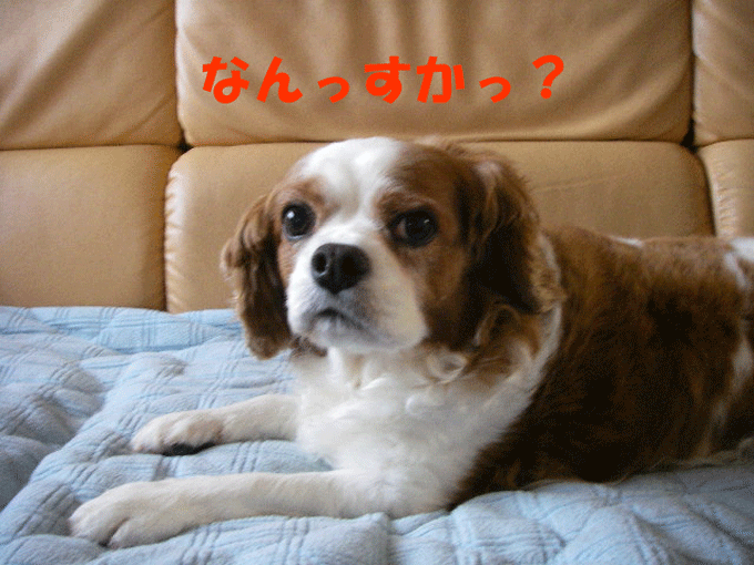 c0136838_15393249.gif