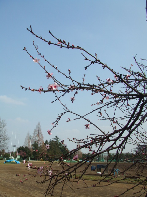 c0071545_11482442.jpg