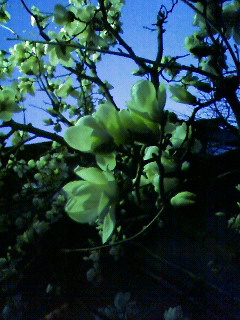 e0037673_2221683.jpg