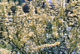 c0135480_18365655.jpg