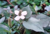 c0135480_1839431.jpg