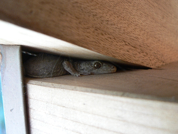 e0002314_184399.jpg