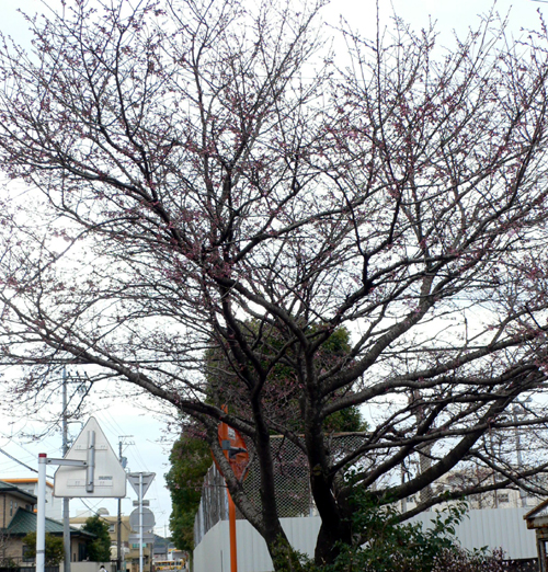f0060424_12413728.jpg