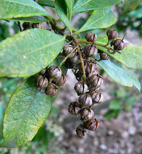 d0091754_1545811.jpg