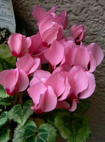 d0091754_2332978.jpg