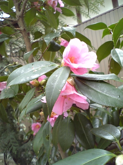 c0124776_14103658.jpg