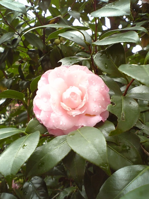 c0124776_14104734.jpg