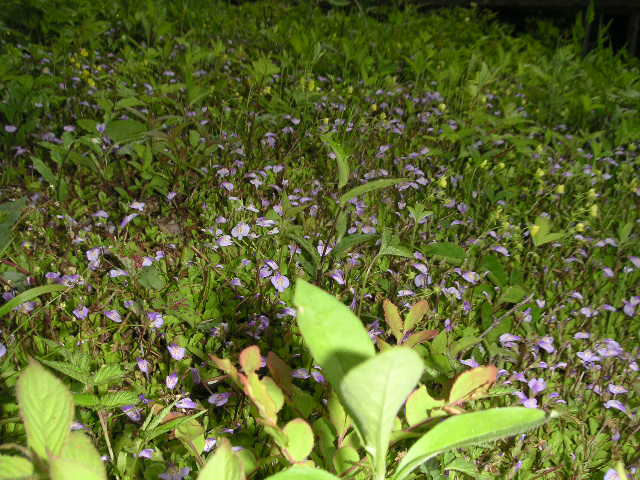 d0065484_1451452.jpg