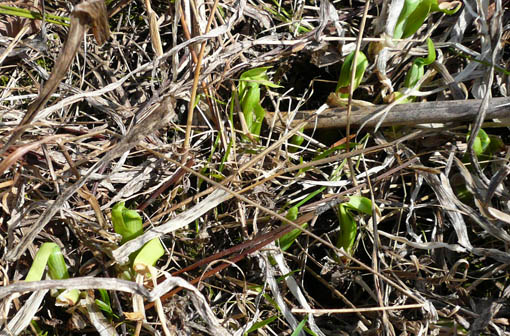 e0054299_1140121.jpg