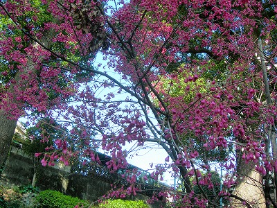 c0078428_1522096.jpg