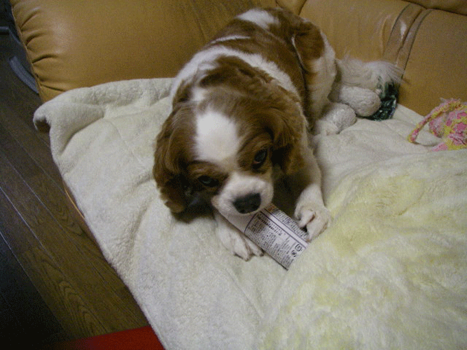 c0136838_18435184.gif