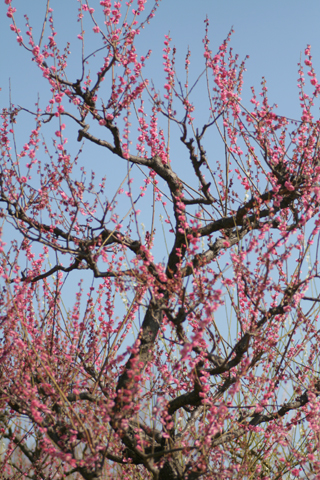 a0024250_23703.jpg