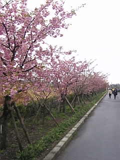 c0069552_23582318.jpg