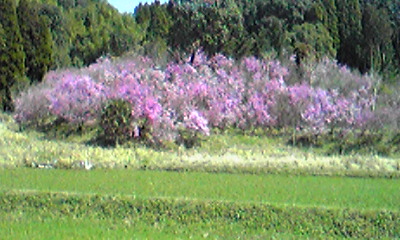 c0125283_9572995.jpg