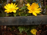 c0122445_1564662.jpg