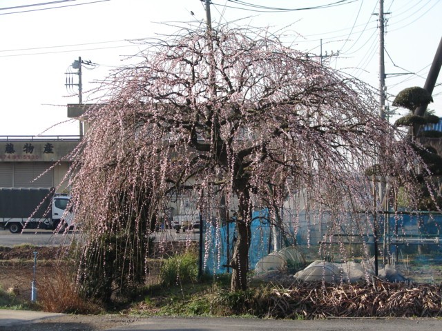 b0061261_21145744.jpg