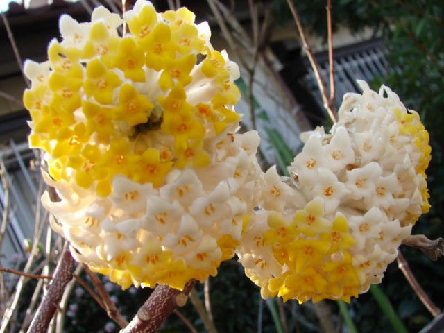 b0061261_21253841.jpg