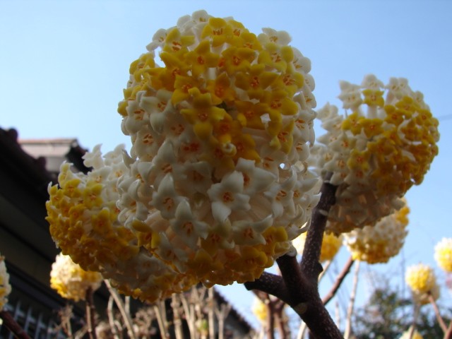 b0061261_21254888.jpg