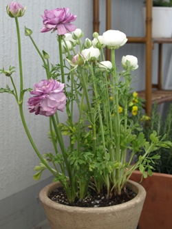 c0102268_15223994.jpg